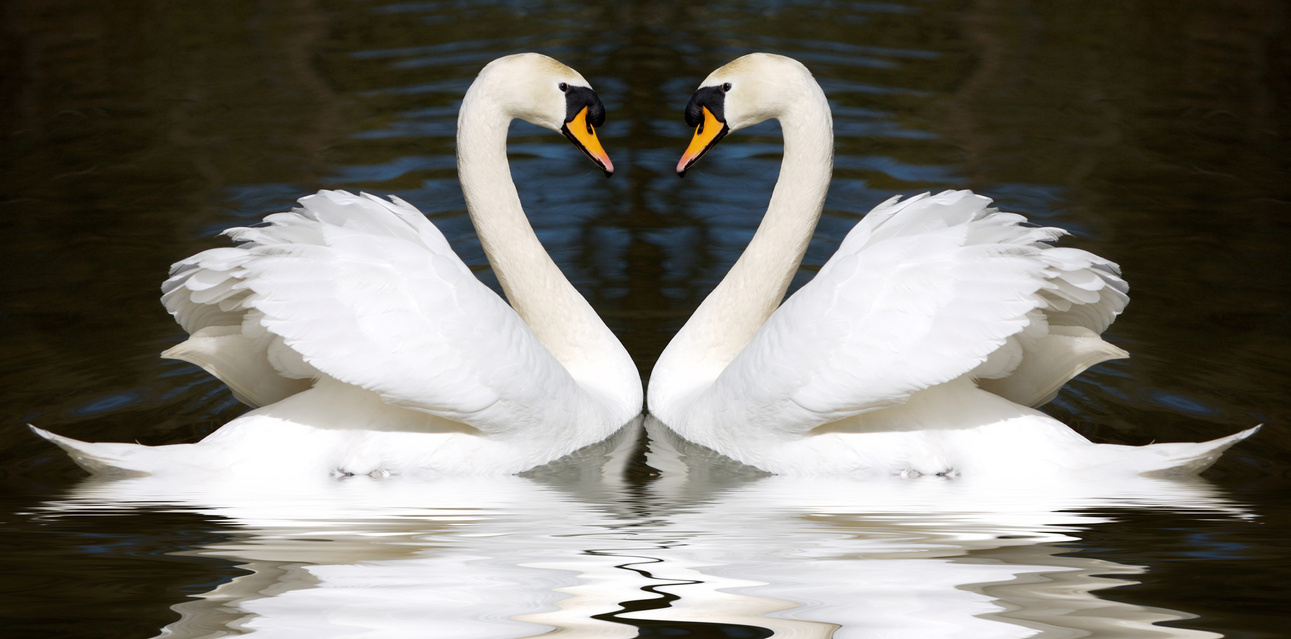 Loving swans