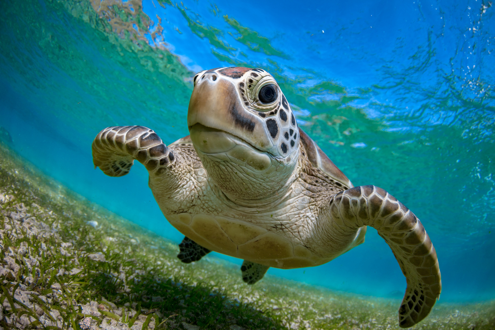 Green Turtle